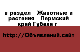  в раздел : Животные и растения . Пермский край,Губаха г.